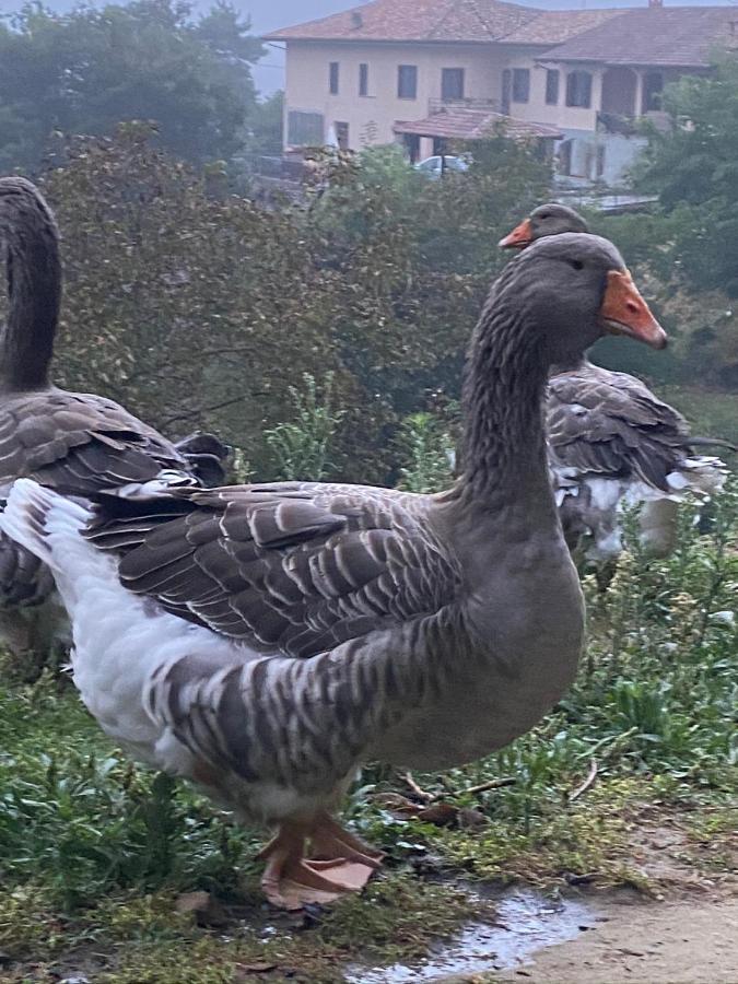 Casa privata Come una volta Brozolo Esterno foto